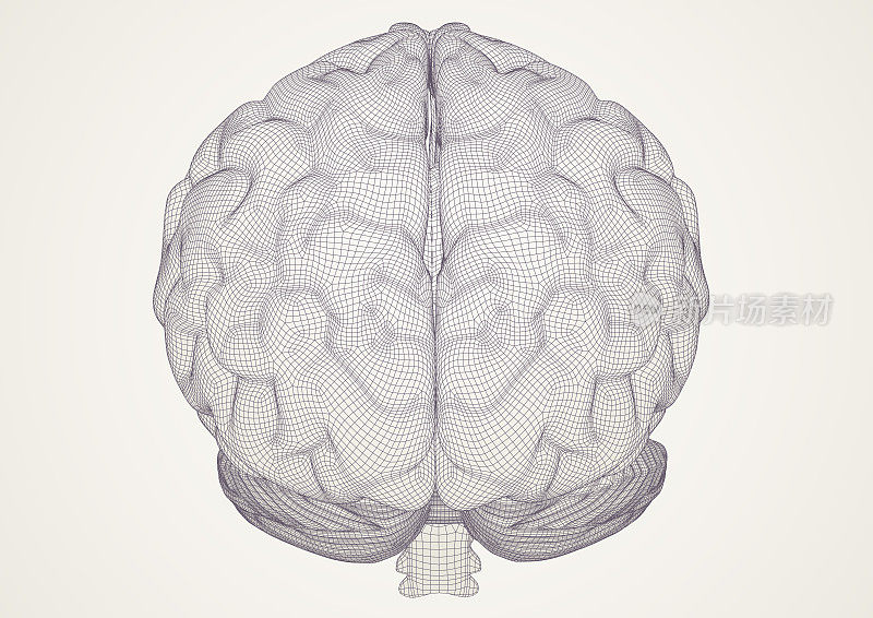 大脑。3 d模型。